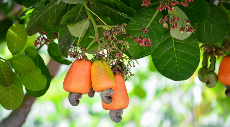 UWR: Cashew farming picks up slowly in Upper West Region